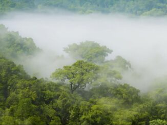 霧に包まれたアマゾンの森から、一本の大木の樹冠が浮かび上がっている