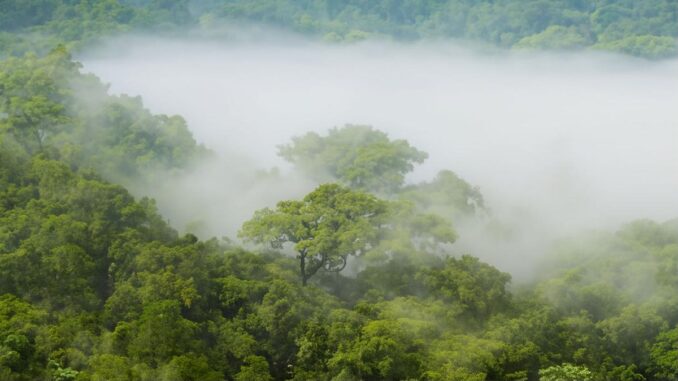 霧に包まれたアマゾンの森から、一本の大木の樹冠が浮かび上がっている